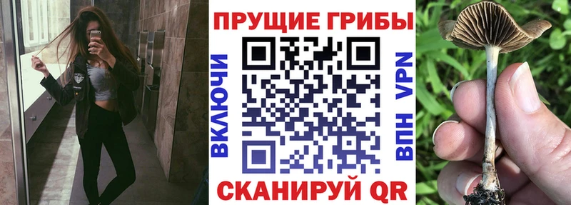Галлюциногенные грибы Psilocybine cubensis  MEGA ссылки  Луга 